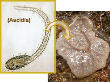 Deuterostomia Chordata eredete (korábban: Vertebrata-eredet keresése) Milyenek lehettek a gerincesek ősei? 19.