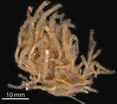 Hemichordata félgerinchúrosok Pterobranchia csövesek osztálya Lakócsőben élnek (coenecium), kis testméret (<1cm), telepesek, ivarosan és bimbózással szaporodnak