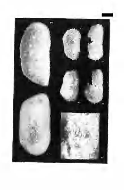 Table III.