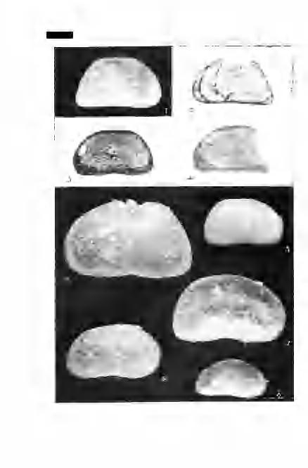 Table II.