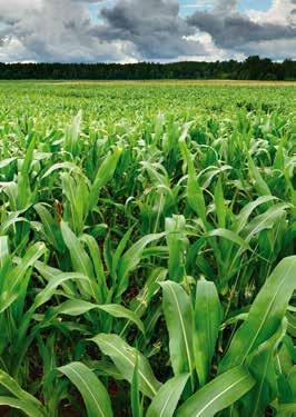 Kukorica védelme A kukorica alap gyomirtó szere, három hatóanyaggal a hosszantartó biztos védelemért.