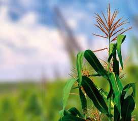 Kukorica védelme Rovarirtó szerek A Vertimec Pro új, vízbázisú formulációval áll a termelők rendelkezésére atka, tripsz és aknázólégy problémák leküzdésére, számos kultúrában.