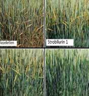 2. ábra: SOLATENOL (Elatus Era) és strobilurin hatóanyagok zöldítő hatása őszi búzában, NDVI felvétel (forrás: Syngenta fejlesztői kísérletek) További figyelemreméltó tény a termés beltartalmára