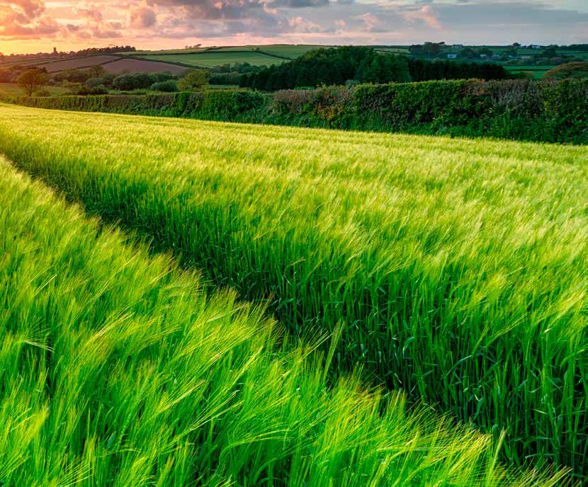 Termesztéstechnológiai ajánlat 2019 TARTALOMJEGYZÉK Syngenta növényvédelmi technológia kalászosokban. 136 REPCE VETŐMAGOK. 139 SY Iowa. 141 Bluestar. 142 SY Florida. 143 SY Cassidy. 144 SY Saveo. 145.