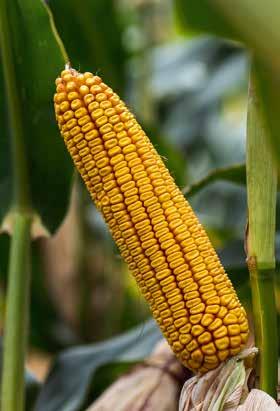 Artesian kukorica hibridek SY Chorintos FAO 350-360 Magas stressztűrő képességre nemesített kiváló termőképességgel rendelkező hibrid a FAO 300 érésidő közepén.