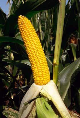 Kukorica hibridek SY Talisman FAO 250 Nagyon rövid tenyészidejű (110-115 nap), igazi kettős hasznosítású (siló, szemes) köztes szemtípusú hibrid.