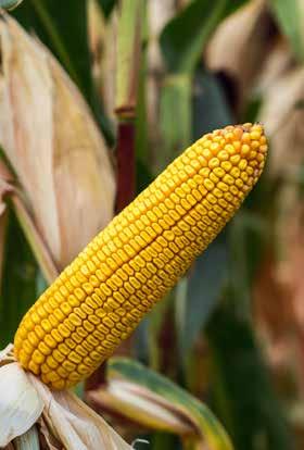 Kukorica hibridek SY Batanga FAO 330 Adaptációs készségben verhetetlen új korai hibrid, mely változó környezeti feltételek mellett is kiválóan szerepel.