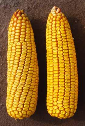 Kukorica hibridek SY Iridium FAO 360 Több év átlagában is stabil, kiegyenlített terméseredményt mutató hibrid, mely koraiságával, gyors betakaríthatóságával bármely gazdaság vetésszerkezetébe