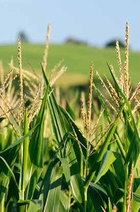 NK Thermo FAO 370 Kiemelkedő aszály- és stressztűrő képességű hibrid. Száraz viszonyok között megbízhatóan terem. Intenzív körülmények között rekord termésre képes.