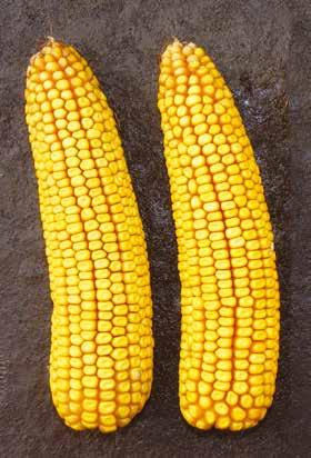 Kukorica hibridek SY Zephir FAO 390 A kiszámíthatóság megbízható termőképességgel párosul az SY Zephir esetében.