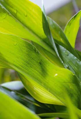 Kukorica hibridek Dolar FAO 430 Ideális kettős hasznosítású, évek óta megbízható hibrid.