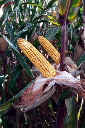 Kukorica hibridek SY Helium FAO 520 Kimagasló termőképessége, magas, robusztus habitusa miatt kiváló szemes és siló hasznosításra egyaránt.