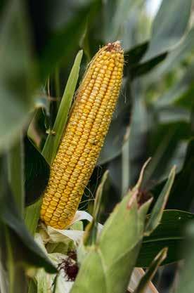 SY Zoan FAO 560 Magas hozamokkal és kiváló agronómiai tulajdonságokkal rendelkező, új, modern silókukorica.