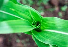 Kukorica védelme Négy hatóanyagú kombinált gombaölő csávázószer kukorica csávázására a talajból és a vetőmagból fertőző fuzáriumos (mind a Liseola, mind a Discolor típusú) betegségek, Rhizoctonia és