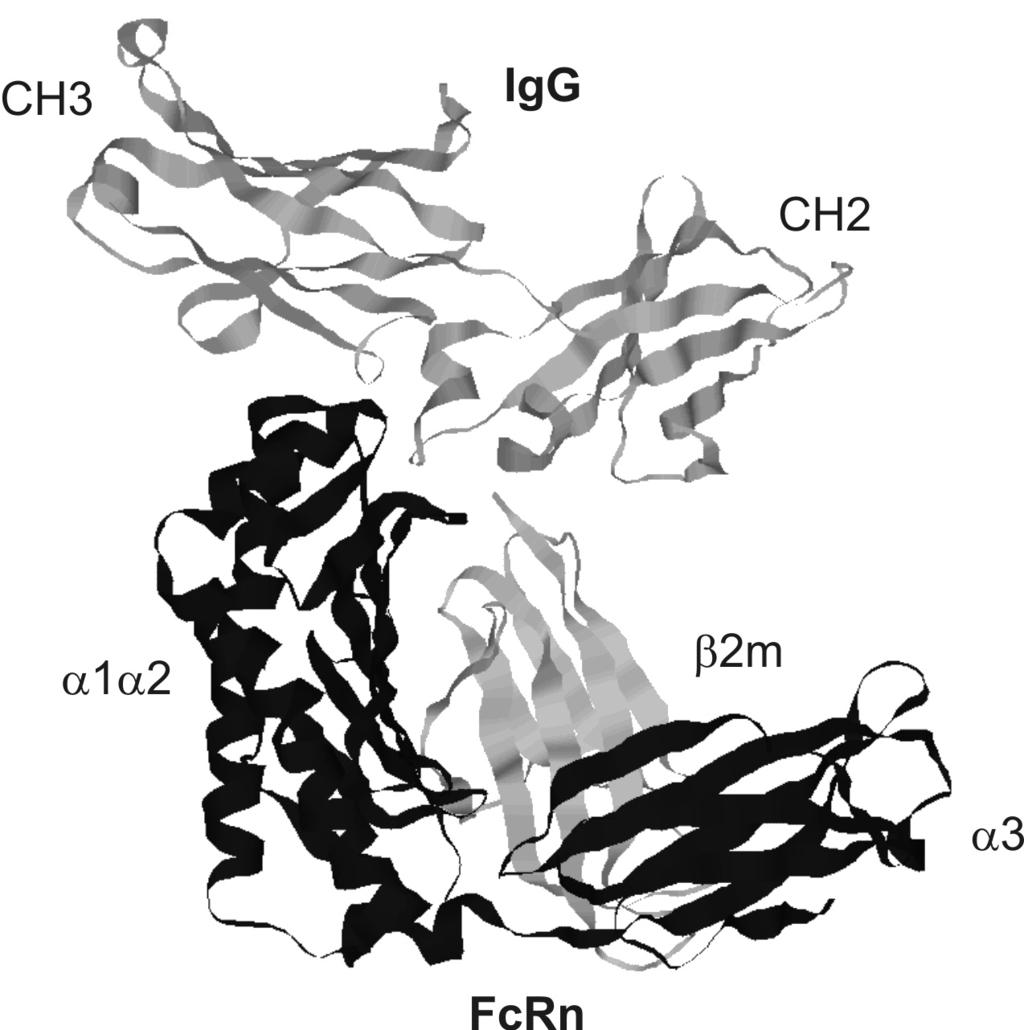 Magyar Tudomány 2005/6 A neonatalis Fc receptor (FcRn) A maternális immuntranszport és az IgG katabolizmus folyamatainak biztosítását ugyanaz a receptor FcRn valósítja meg, amely az evolúció során e