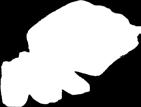 bacon 500g db 878-1116-