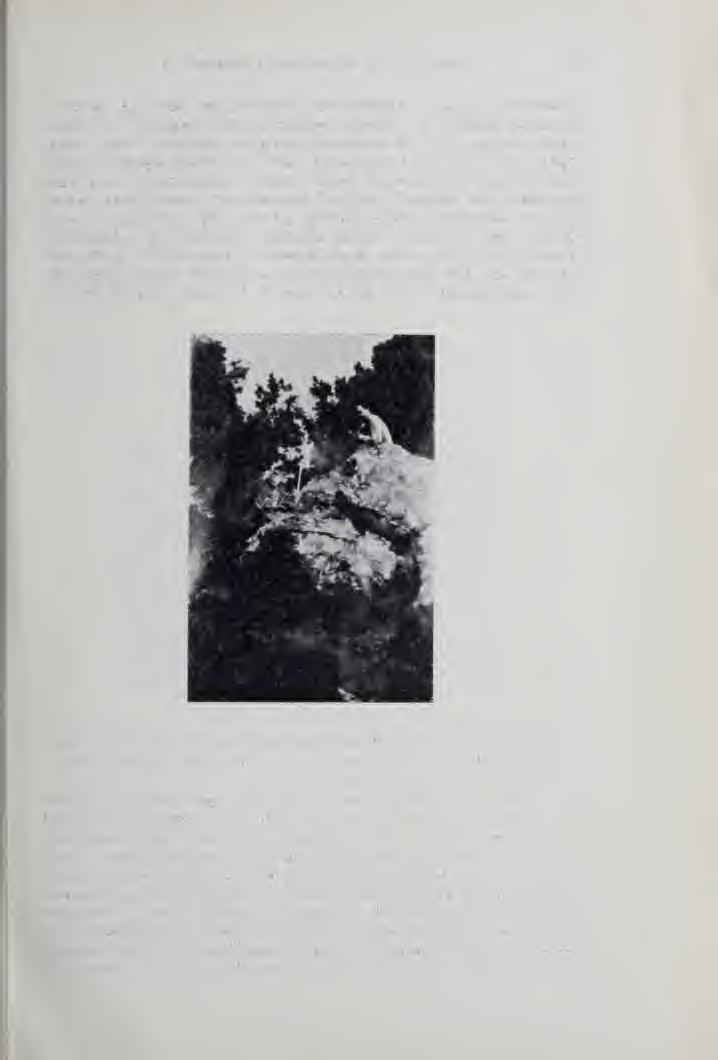 A Beregszászi -hegység eruptív kzetei 181 köveket. A kzet sárgásfehér, szürkésfehér vagy iholyaszínü, rendkívüli likacsot--, kemény, nehezen zúzható.