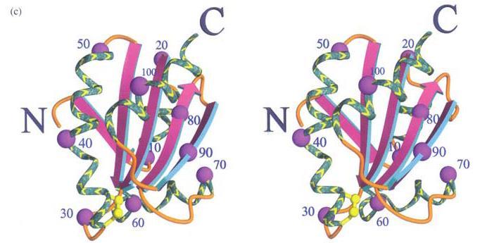 Térszerkezet megjelenítése (c) Az E. coli tioredoxin [2TRX] szerkezete egy központi ötszálú β-redős lemezt tartalmaz, minden oldalról α-hélixekkel körbevéve.