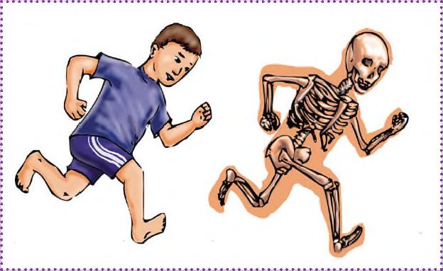 Ñamomba'eguasu aparato locomotor Kóva rupi jajoko ha ñamomyi ñande rete ha oñeñangareko ñande retepy oguerekóva rehe.