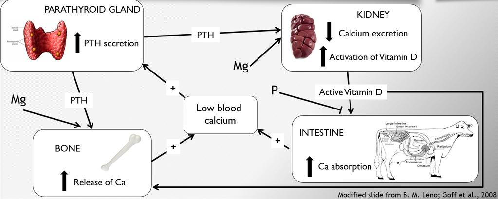 A kalcium metabolizmusa Mellékpajzsmirigy VESE Kalcium kiválasztása Parathormon elválasztás (PTH)