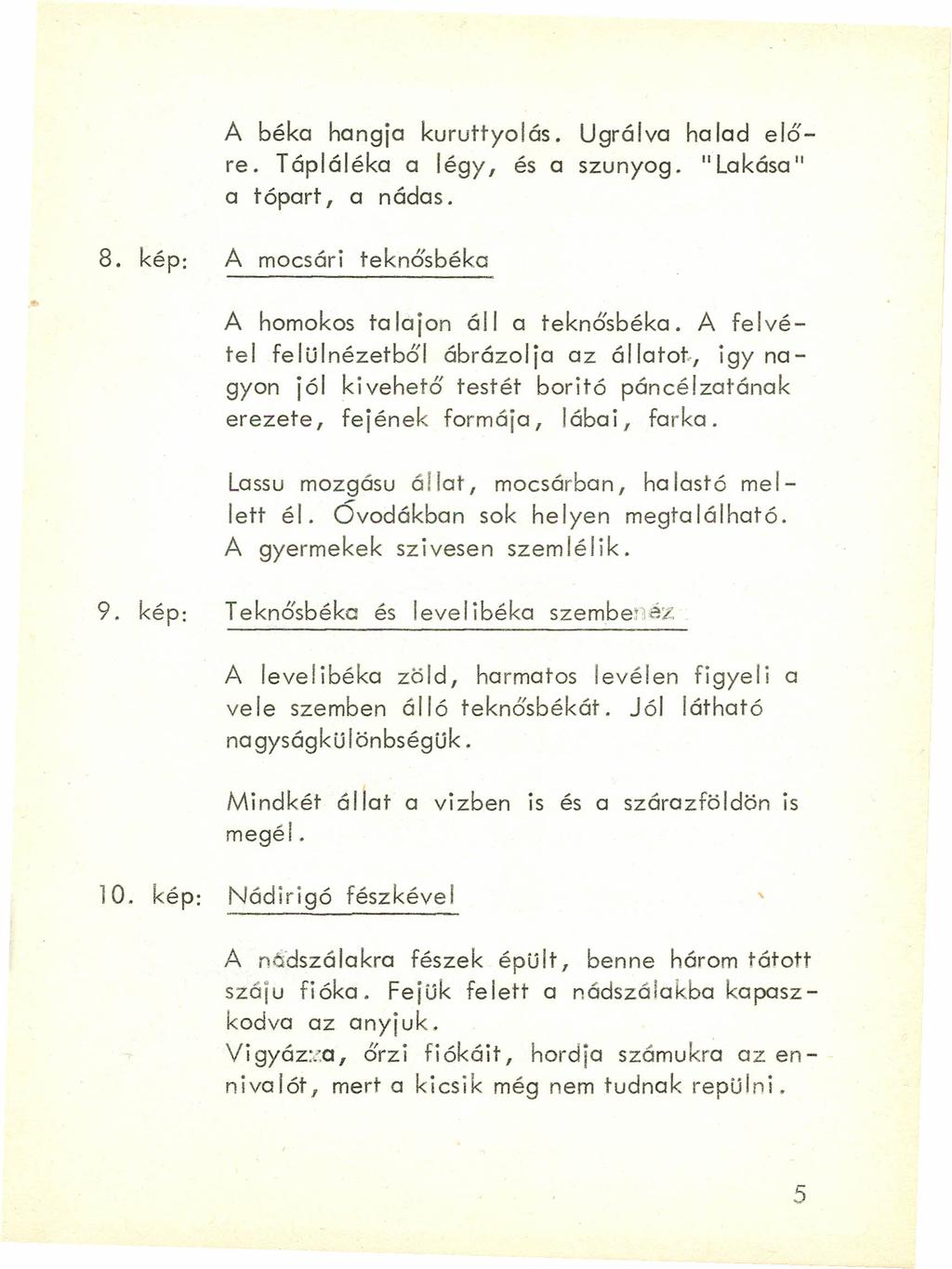 A béke hangja kuruttyolás. Ugrálva ha lad előre. Tápláléka a légy, és a szunyog. "Lakása" a tópart, a nádas. 8. kép: A mocsári teknősbéka A homokos ta lajon áll a teknősbéka.