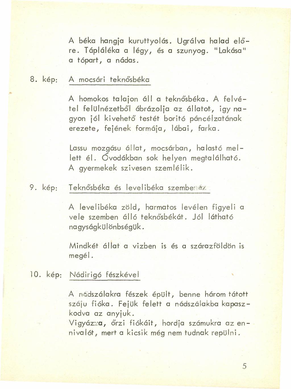 A béke hangja kuruttyolás. Ugrálva ha lad előre. Tápláléka a légy, és a szunyog. "Lakása" a tópart, a nádas. 8. kép: A mocsári teknősbéka A homokos ta lajon áll a teknősbéka.