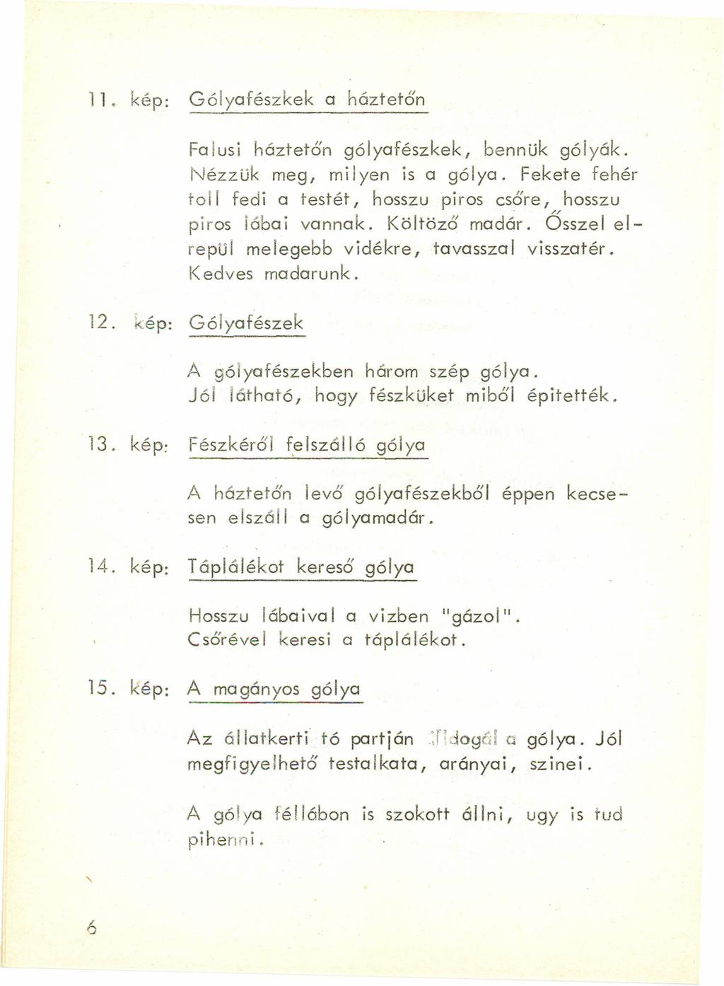 ll. kép: Gólyafészkek a háztetőn Fa lusi háztetőn gólyafészkek, bennük gólyák. Nézzük meg, milyen is a gólya. Fekete fehér toll fedi a testét, hosszu piros esőre, hosszu piros lábai vannak.