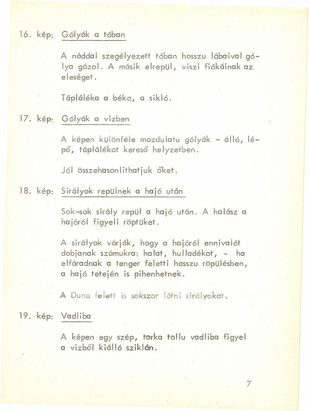 16. kép: Gólyák a tóban A náddal szegélyezett tóban hosszu lábaival gólya gázol. A másik elrepül, viszi fiókáinak az eleséget. Tápláléka a béka, a sikló. 17.