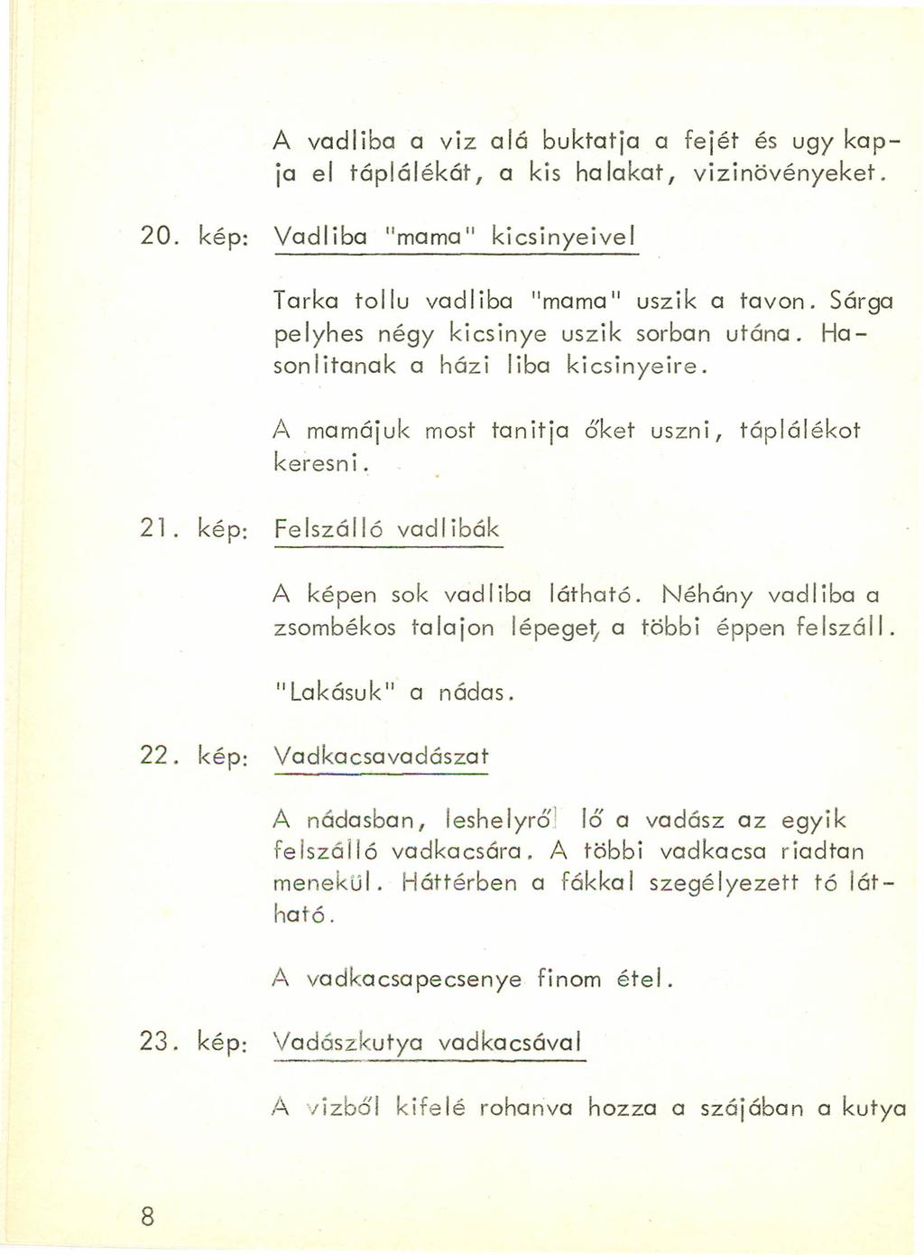 A vadliba a viz alá buktatja a fejét és ugy kapja el táplálékát, a kis ha lakat, vizinövényeket. 20. kép: Vadl iba "mama" kicsinyeivel Tarka tollu vadliba "mama" uszik a tavon.