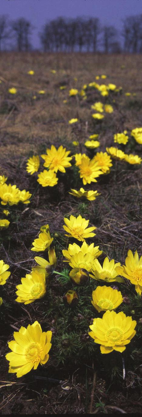 A mélyebb, állandó vizű csatornákban virít nyáron a tündérrózsa (Nymphaea alba), a sárga tavirózsa (Nuphar lutea) és a nitrogénigényét apró ízeltlábúak megfogásával kielégítő közönséges rence