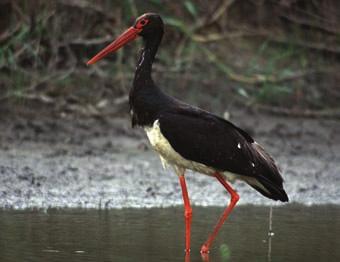 A fészkelő szerkőfajok összegyedszáma 2006- ban megközelítette a 800 párat. A kis kárókatona (Phalacrocorax pygmaeus) egyre gyakoribb vendég a vizesélőhely-rehabilitáció által érintett területeken.