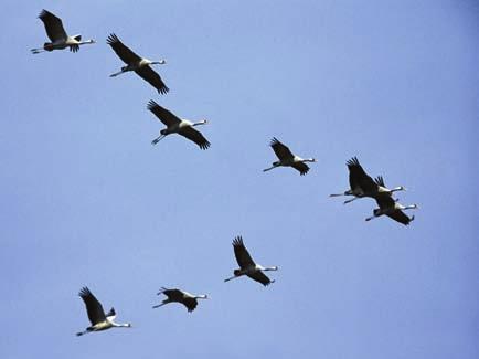 18 BORSODI MEZŐSÉG TÁJVÉDELMI KÖRZET és a kis bukó (Mergus albellus) nagyobb egyedszámban szokott előfordulni a sekély pusztai vízállásokon is.