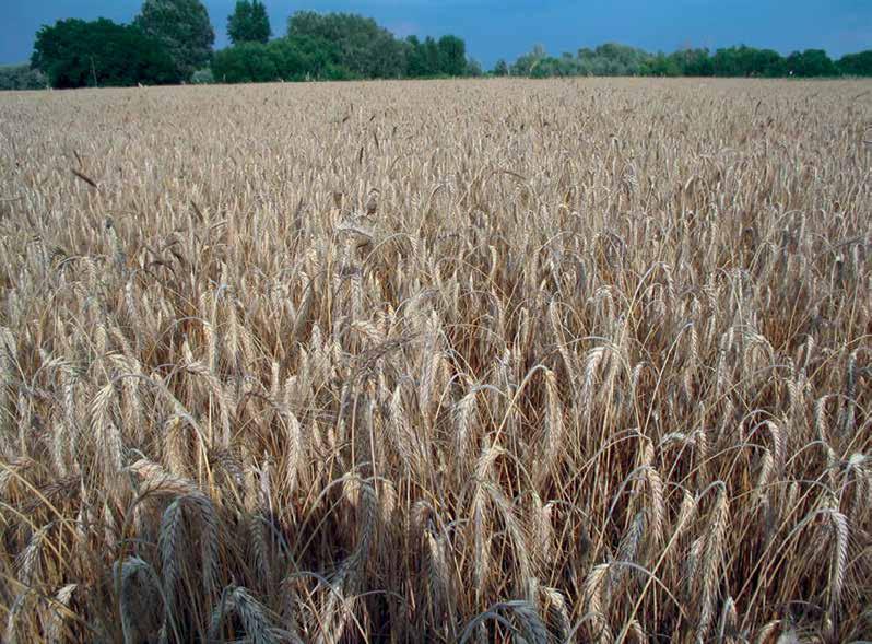 R Y E F O O D ROZS Secale cereale L. Magyar nemesítésű étkezési és takarmány (abrak és szilázs) rozsfajta. Állami elismerése: 2005. Növényfajta-oltalom megadásának éve: 2006.