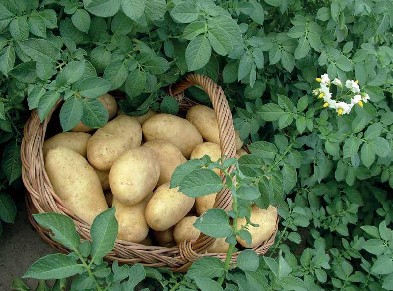 P A N N Ó N I A BURGONYA - Solanum tuberosum Magyar nemesítésű fajta. Állami elismerése: 2005. Növényfajta-oltalom megadásának éve: 2006. Tenyészideje: 98 nap.