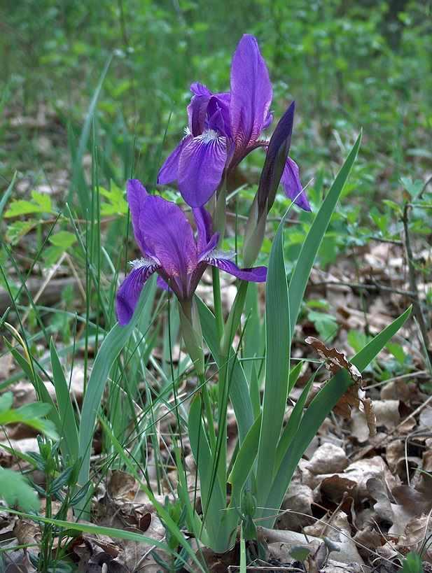 Magyar nőszirom (Iris