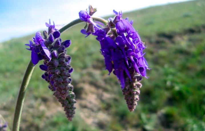 montana) Bókoló