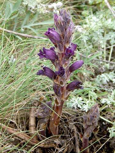 (Paronychia