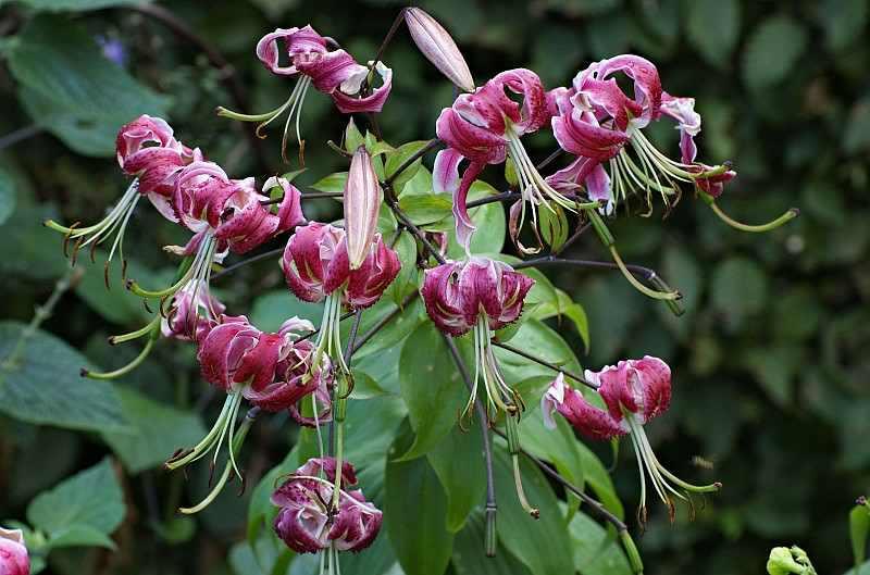 (Taxus baccata)
