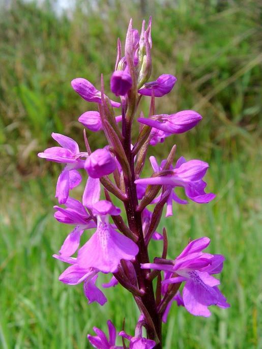 Foltos ujjaskosbor (Dactylorhiza maculata) Hússzínű