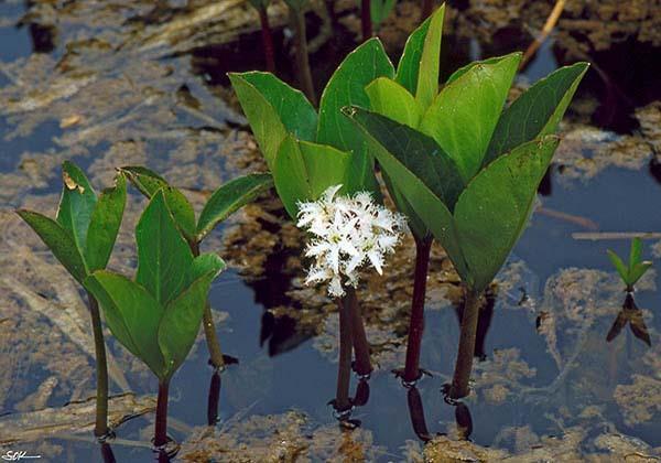 lizinka (Lysimachia