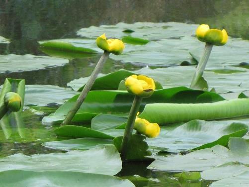 (Menyanthes
