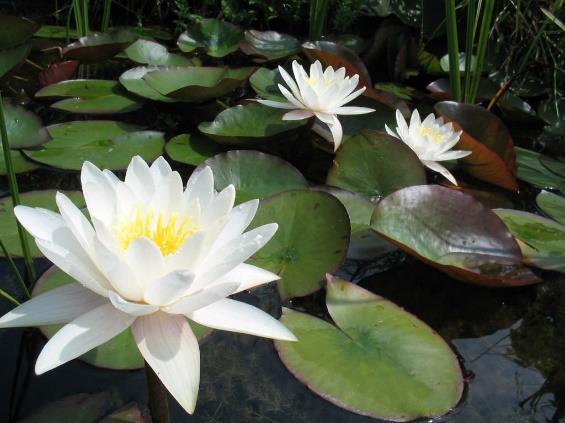 Fehér tavirózsa (Nymphaea alba)
