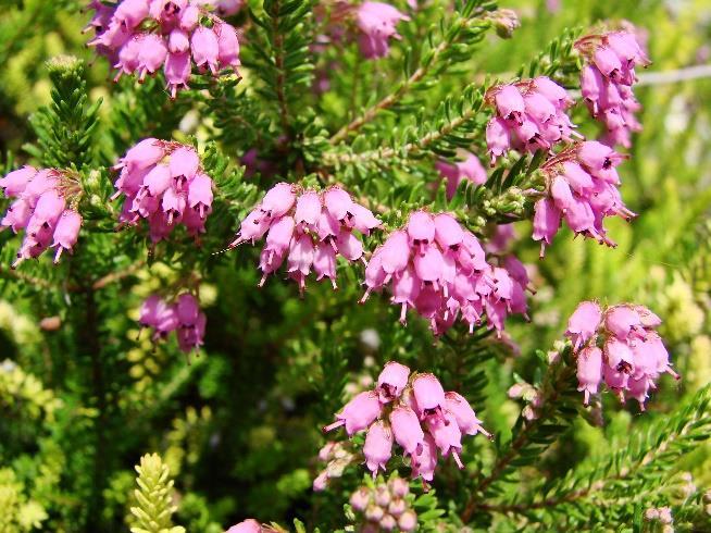 palustre) Bruckenthal
