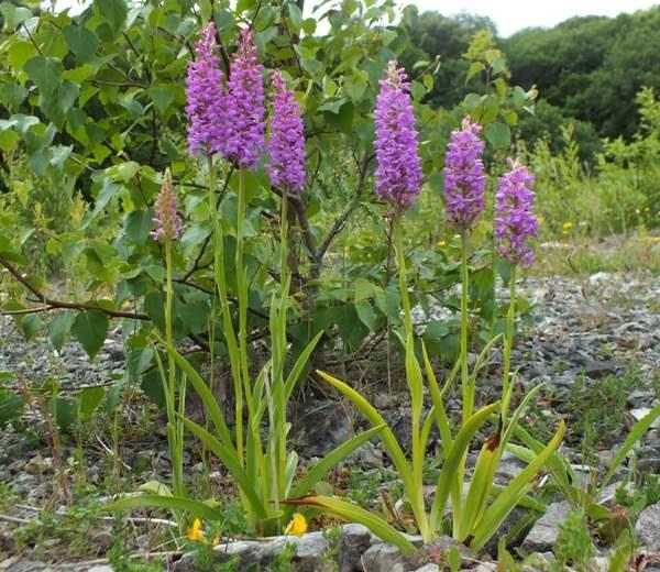 (Dactylorhiza