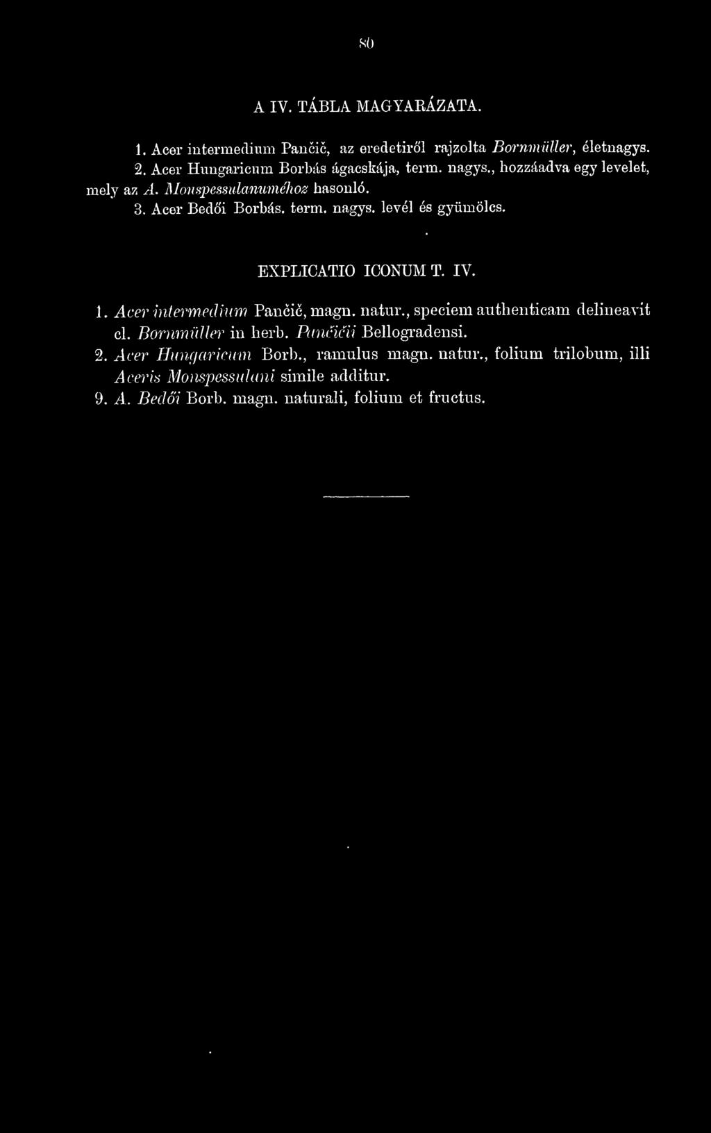 term, nagys. levél és gyümölcs. EXPLICATIO ICONUM T. IV. 1. Acer intermedhim Pancic, magn. natúr., specíem authenticam delíneavit cl.