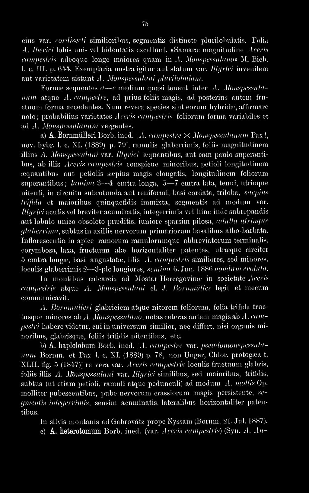 I II n rici iuvenilem aut varietatem sistunt A. Mon,^j)essulani j)liiriluhi(l<uii. Formai sequentes a e medium quasi tenent inter ^l. Moitspcssiilnimm atque A.