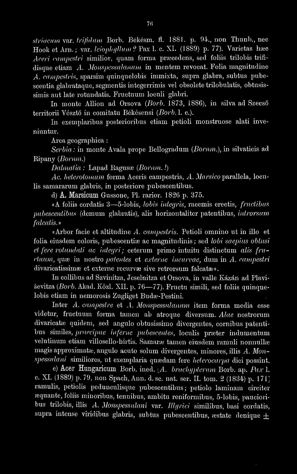 rampcsfris, sparsim qiiinquelobis immixta, supra glabra, subtus pubescentia glabrataque, segmentis integerrimis vel obsolete trilobulatis, obtusissimis aut late rotundatis. Fructuum loculi glabri.