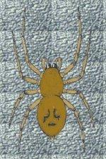 Clubionidae kalitpókfélék Sac spider