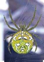 Araneidae keresztespókfélék Orb web spider 6-7. Araneus sp.