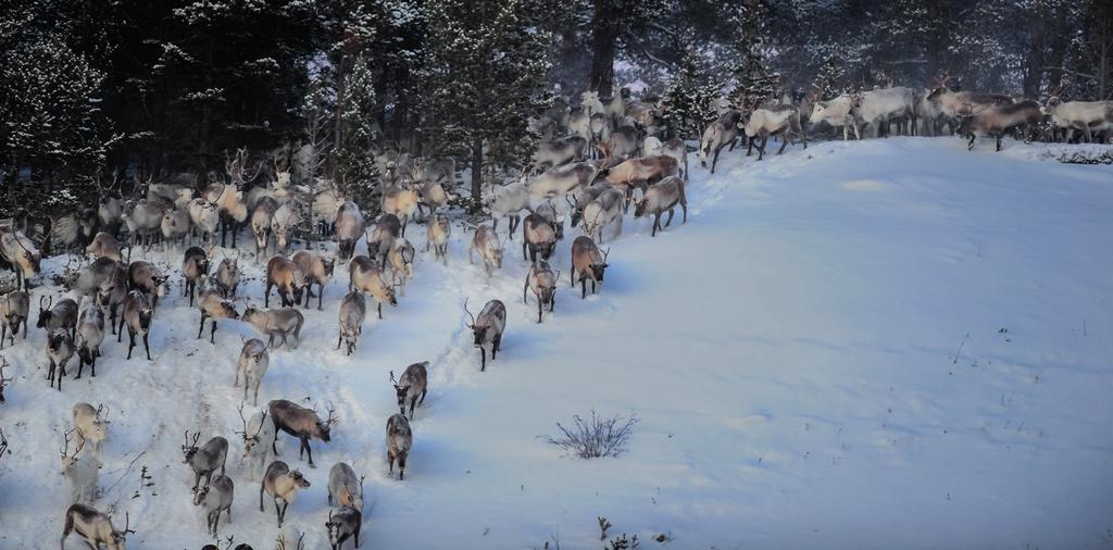 Sámi vásáhusealáhus ja kulturealáhus Ovdánahttit eanet sámi kulturealáhusaid ja vásáhusfálaldagaid main sámi kultuvra ja sámi borramušvierut leat vuođđun Sápmelaččat galget ieža láidesteaddjin ja